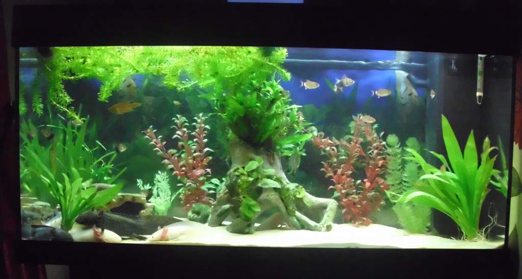 Added new plants to the axolotl tank :)