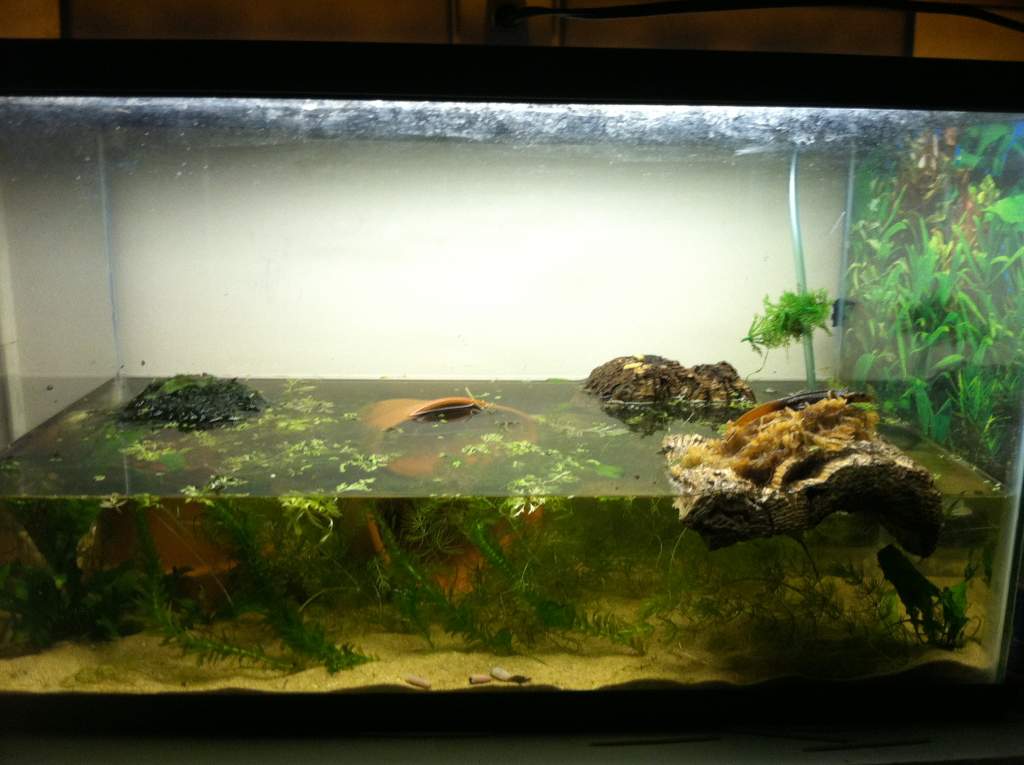 Added some things, trimmed down the plants, and an increase of water. Spends a lot more time in the water, but mostly when the light is off, so I tend