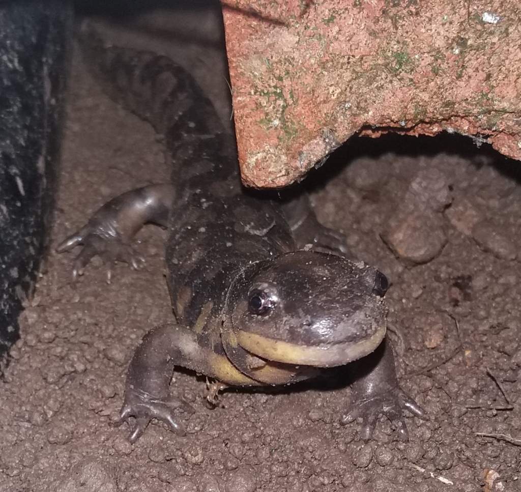 Adult Ambystoma tigrinum. One of Mario's offspring.