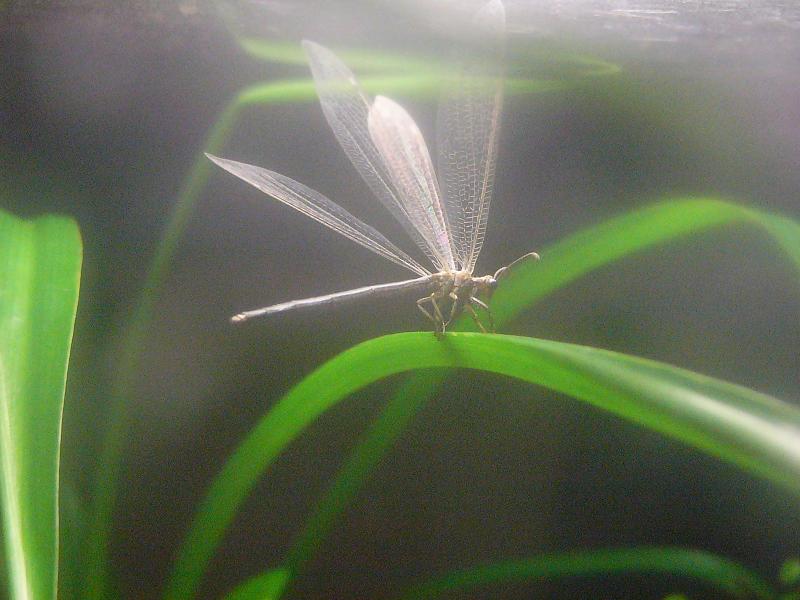 Adult antlion, possibly Distoleon tetragrammicus.