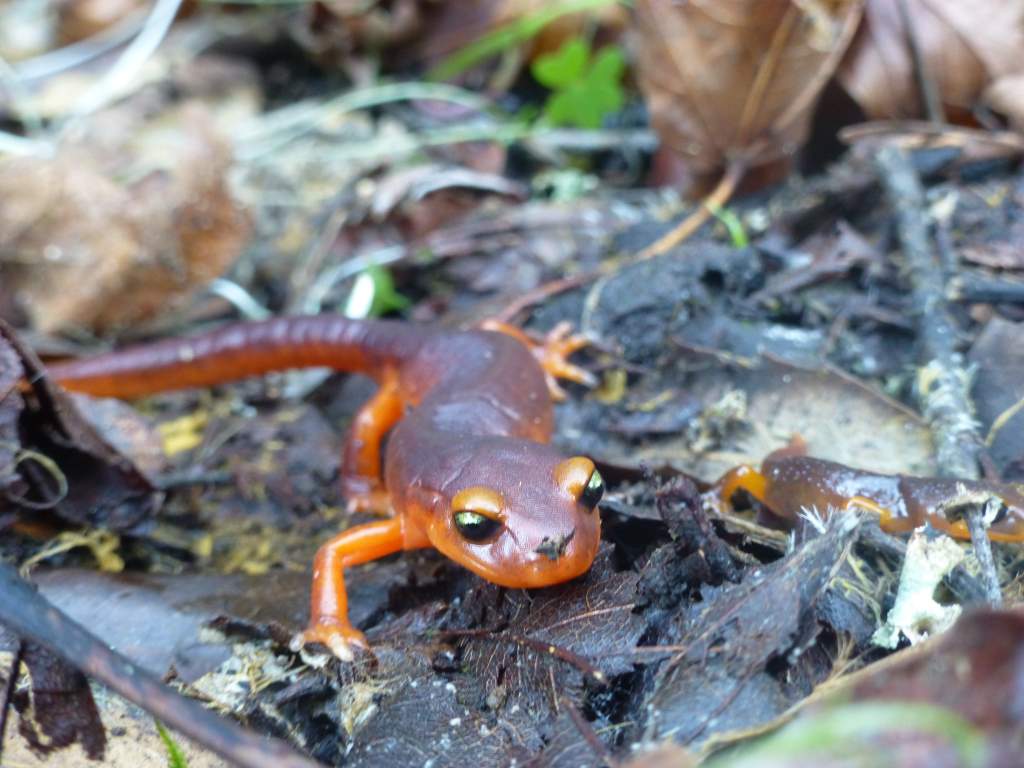 Adult Ensatina