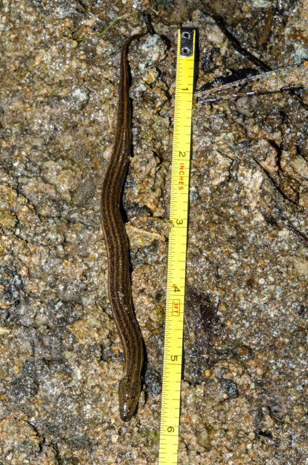 Adult Everglades dwarf siren.