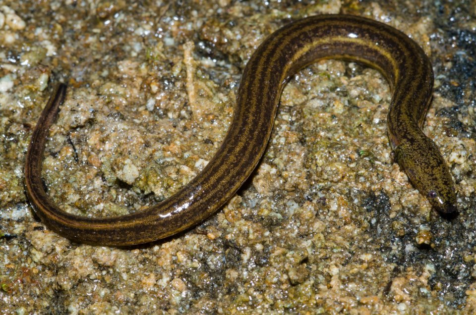 Adult Everglades dwarf siren.