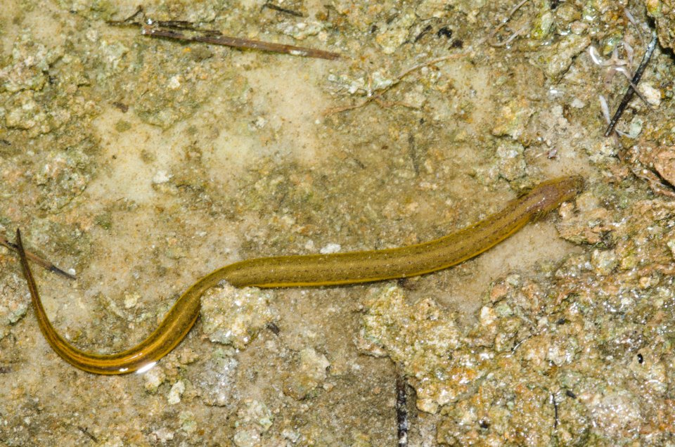 Adult Everglades dwarf siren.