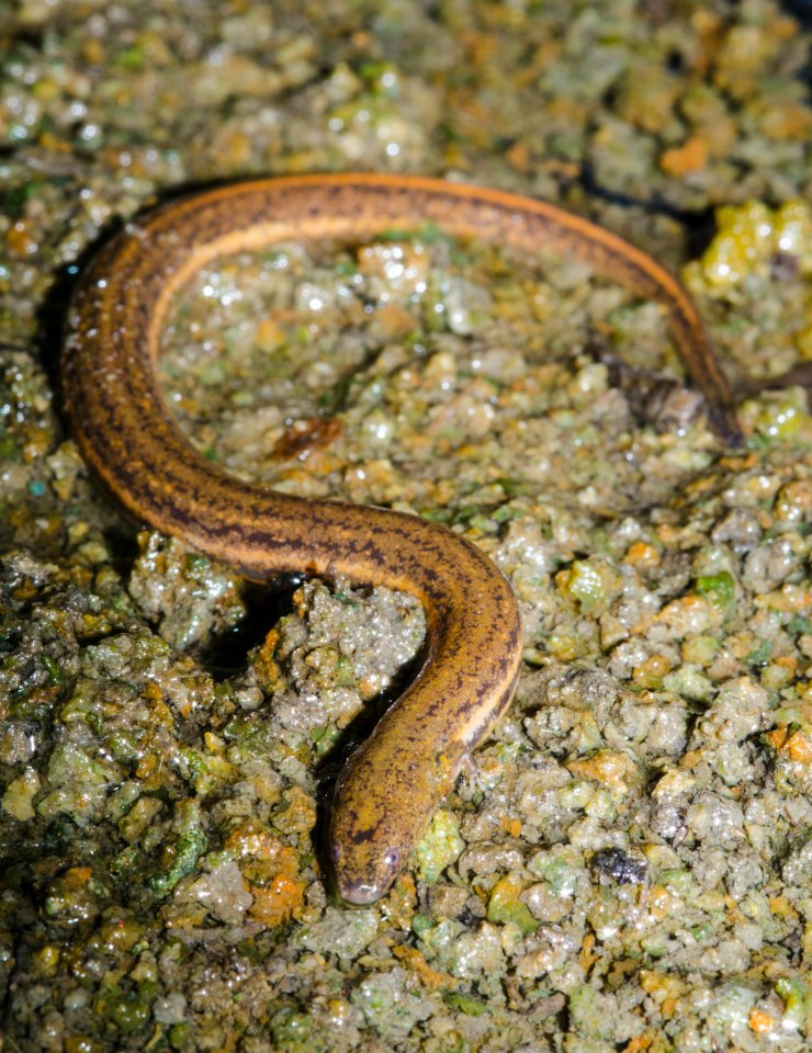 Adult Everglades dwarf siren.