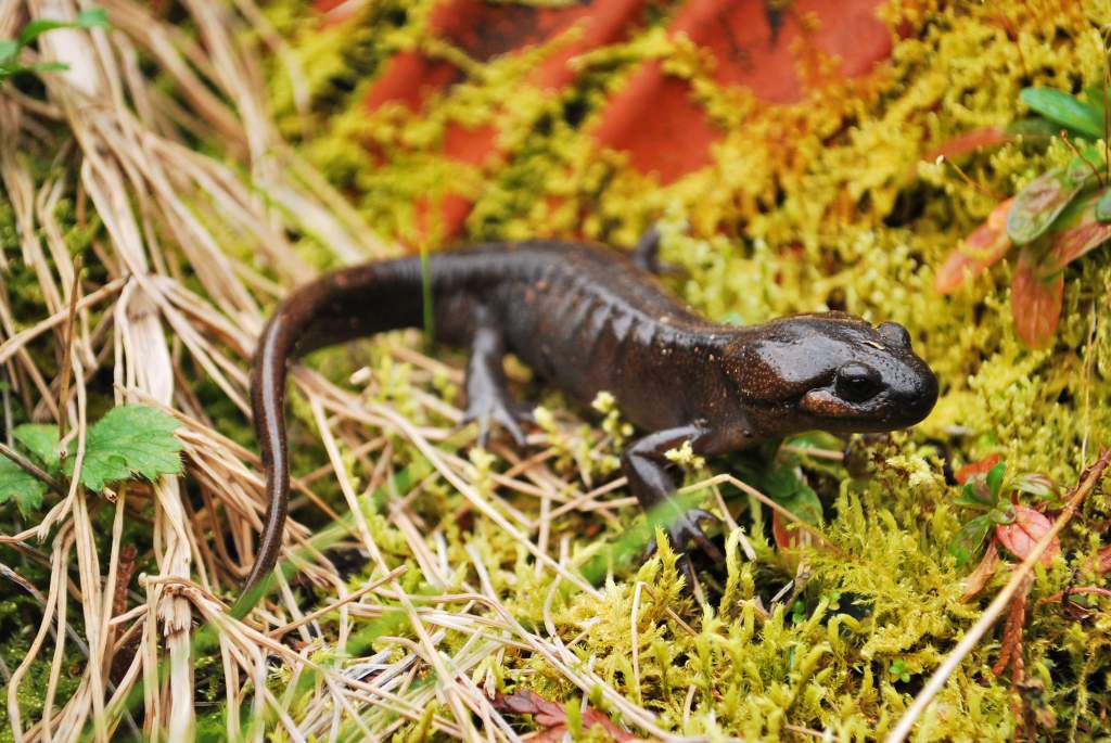 Adult female Ambystoma gracile. One of my best photos so far this year, and definitely my best of this species

EDIT: not anymore