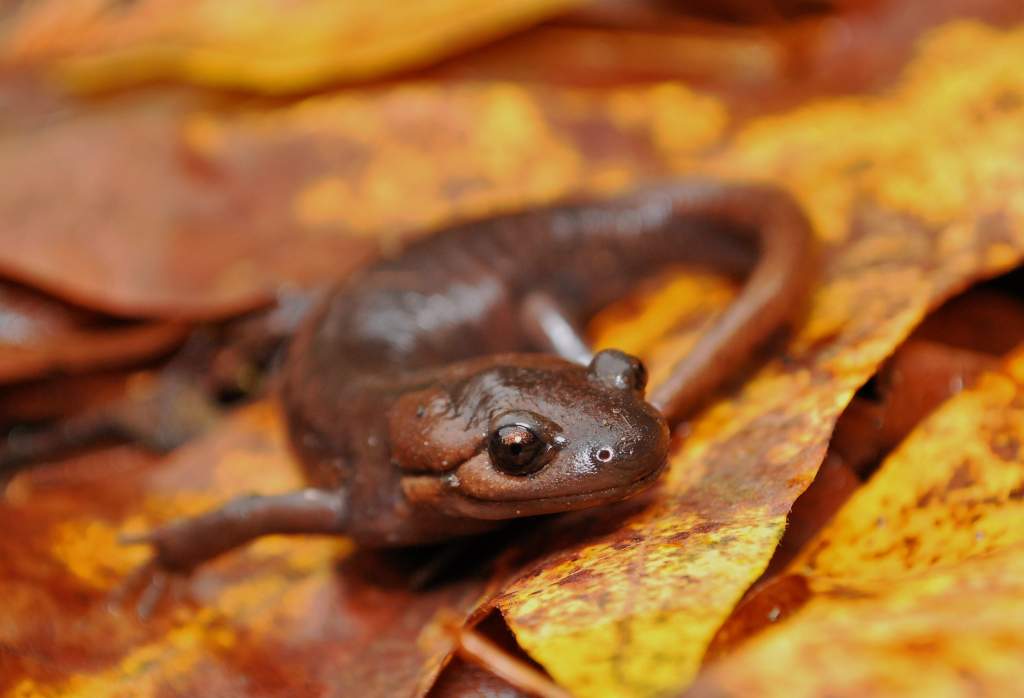 Adult female Ambystoma gracile