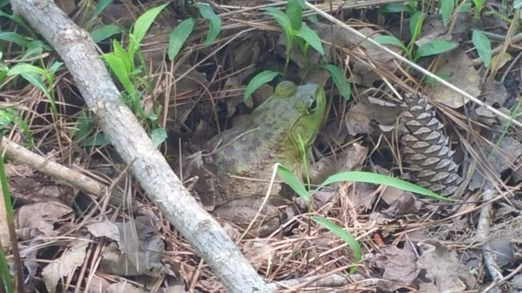 Adult female bullfrog. My first one