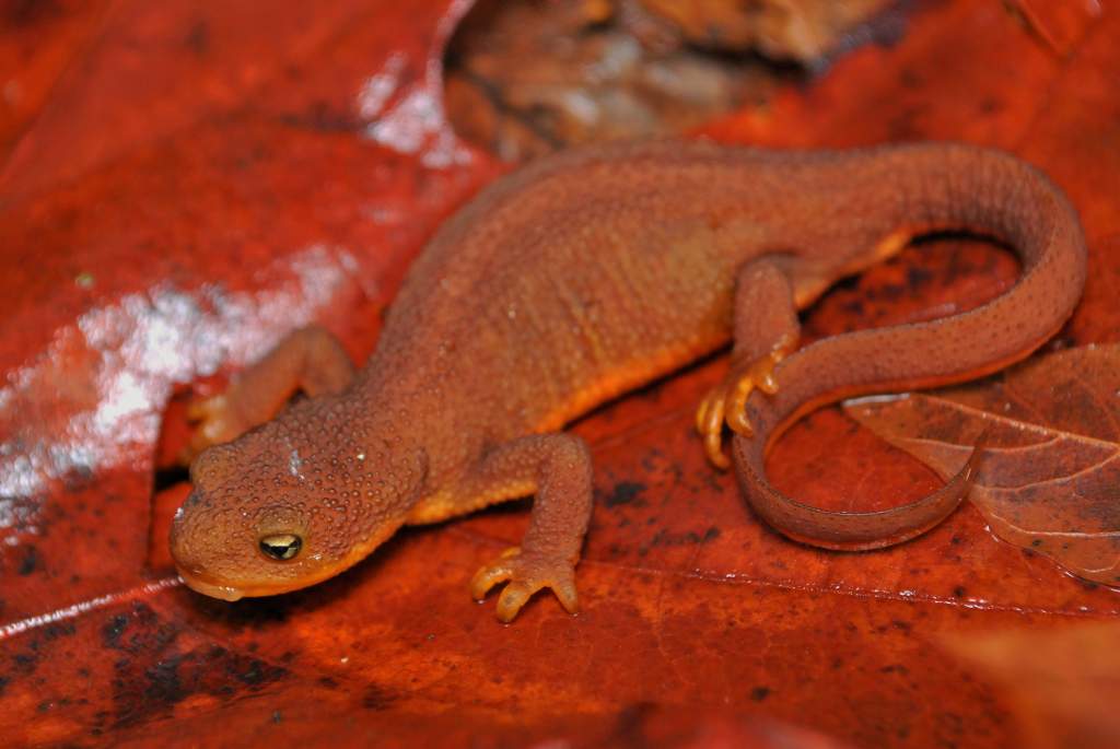 Adult female Taricha granulosa