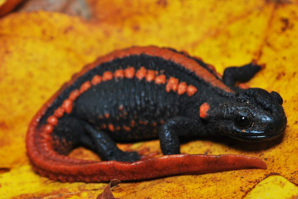 Adult female Tylototriton yangi