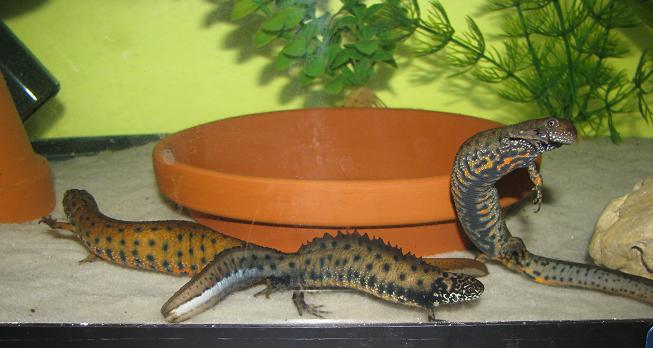 Adult females and youg male. The females have a large difference in color