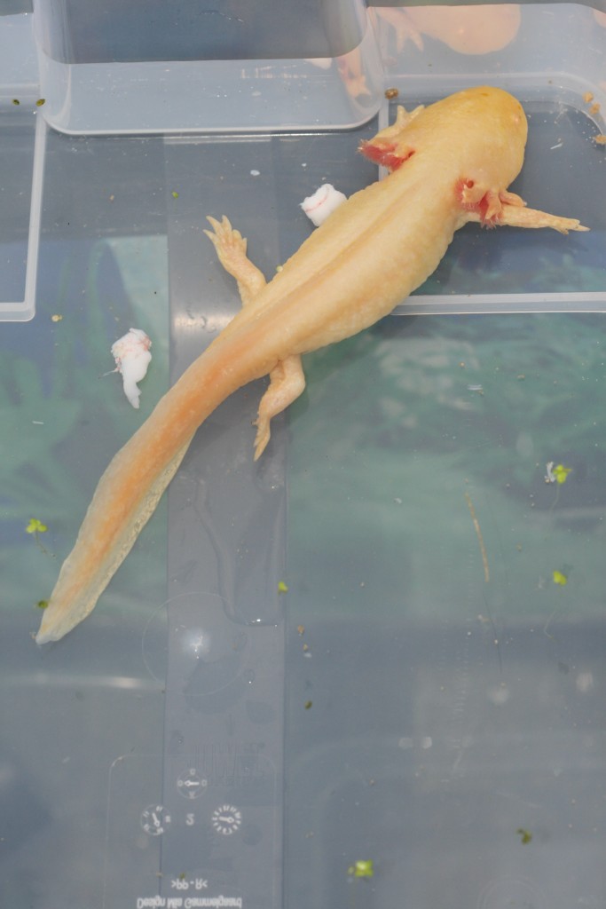 Adult Golden Albino Female (JCS)