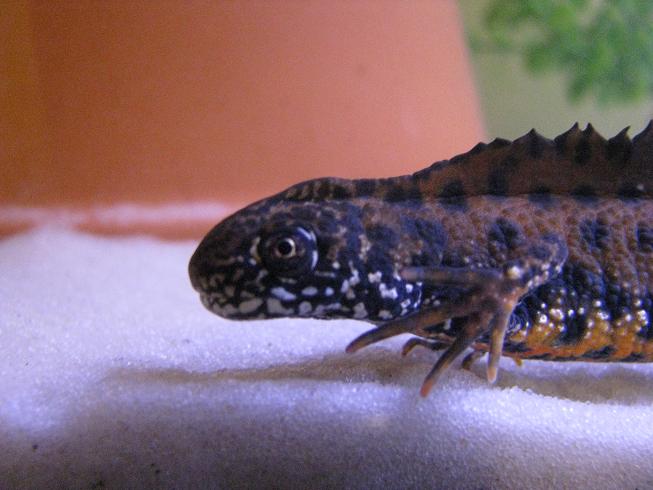 Adult male close up