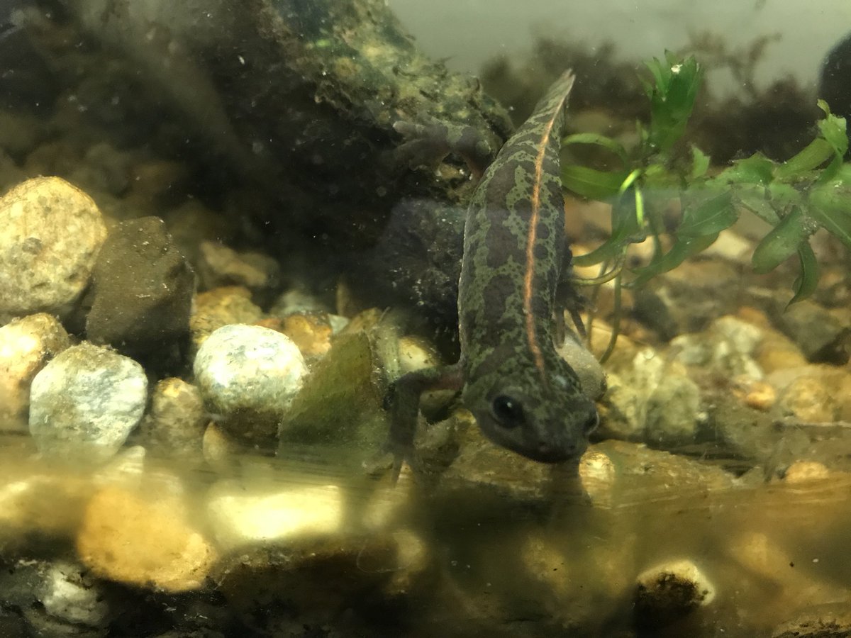 Adult marbled newt, aquatic phase