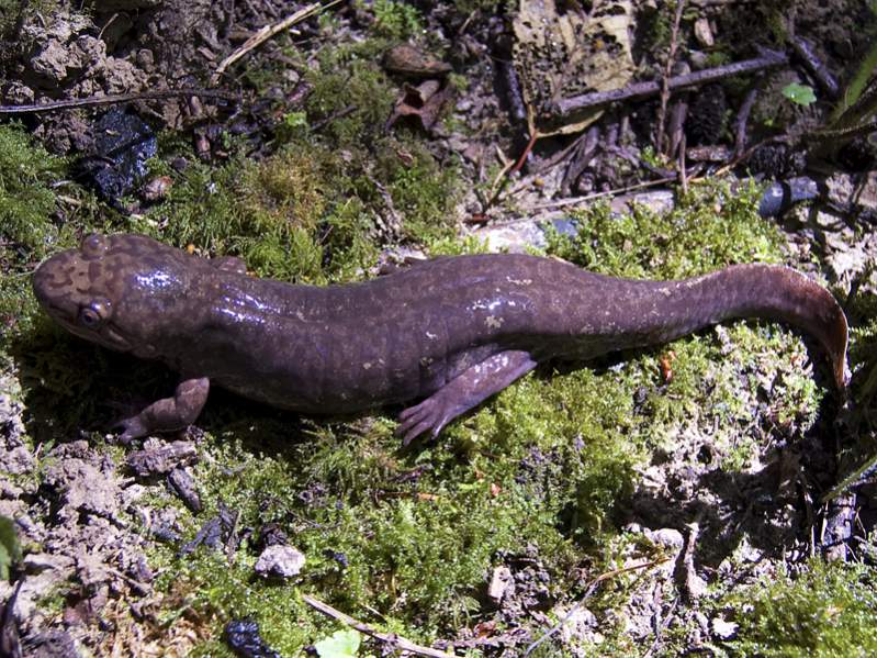 Adult (metamorphosed) Pacific Giant Salamander (Dicamptodon tenebrosus)