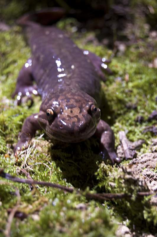 Adult (metamorphosed) Pacific Giant Salamander (Dicamptodon tenebrosus)