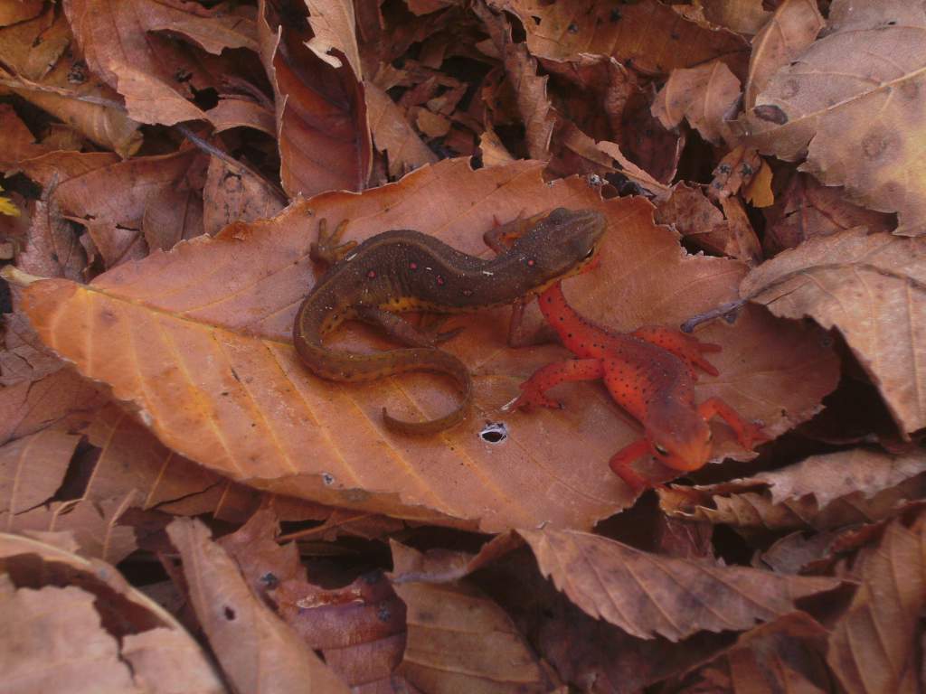 Adult Notophtalmus viridescens viridescens and an eft.