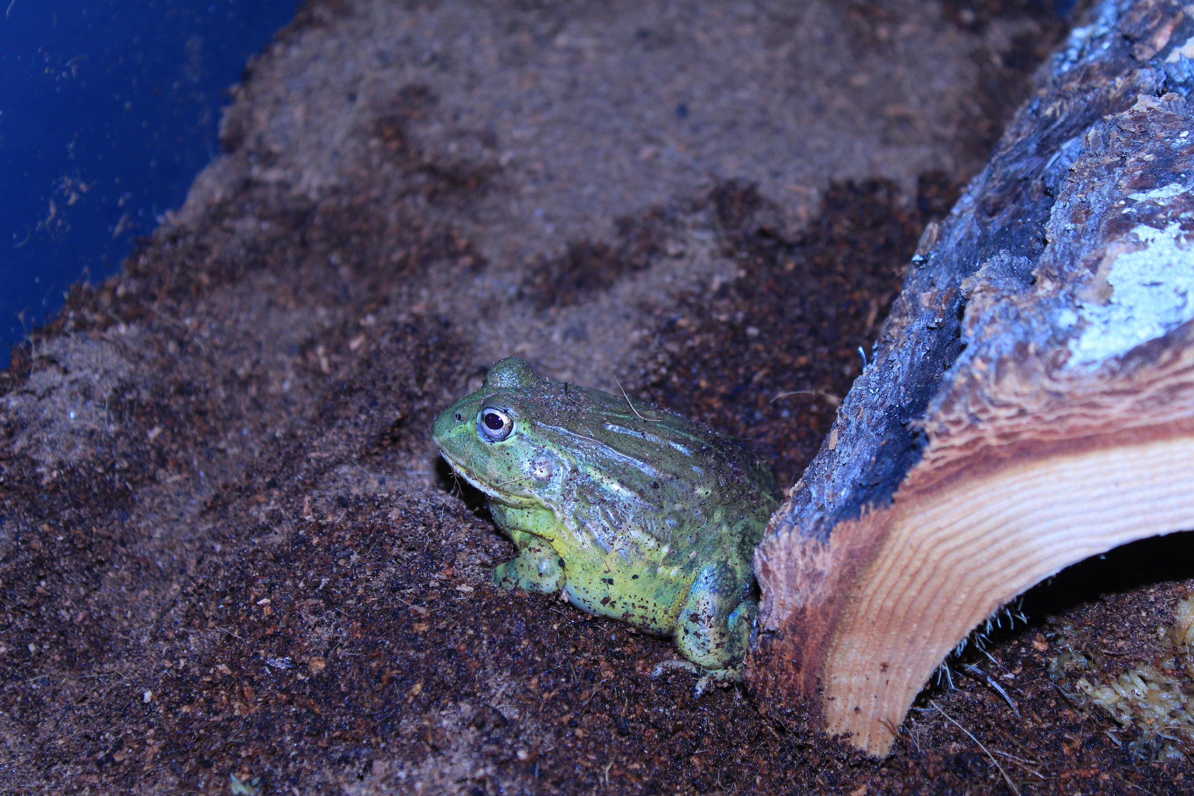 African bullfrog