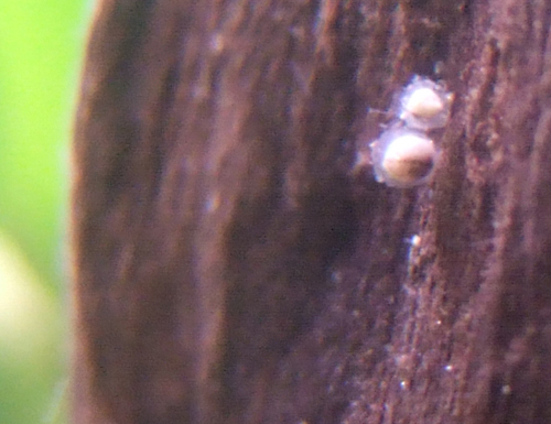 african dwarf frog eggs