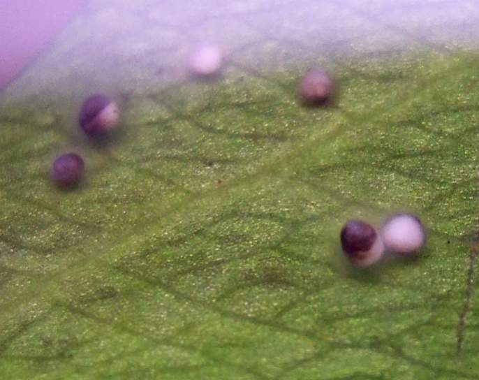 african dwarf frog eggs