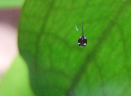 african dwarf frog tadpole