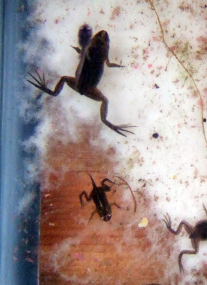 african dwarf frog tadpoles and frogs