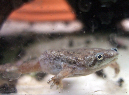 african dwarf frog