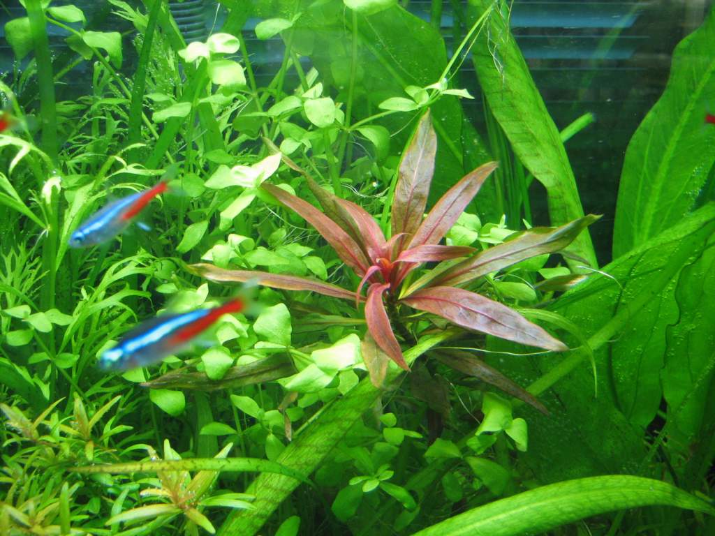 after 8 weeks, the Ludwigia has finally arrived