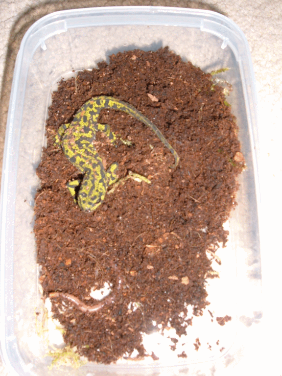 After nudging a woodlouse infront of him a few times he managed to get it. Once he'd finished it he tilted up his head and chapped his gums together .