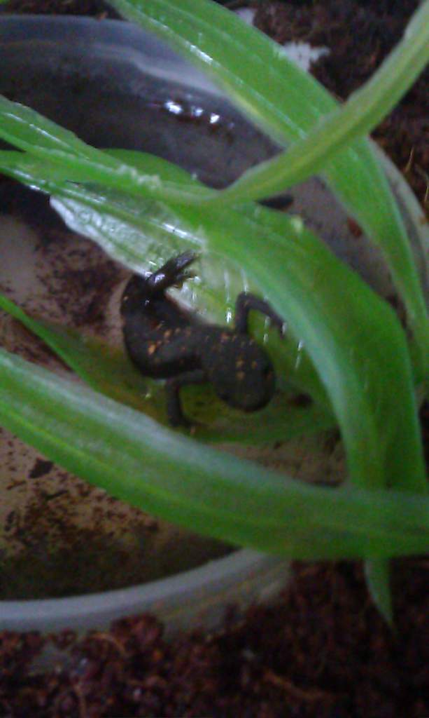 After pic : Newt #2 partial in it's watering bowl