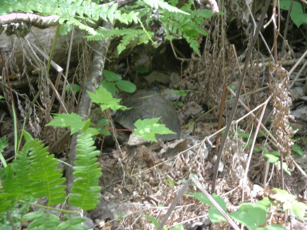 After we quit harassing him, he hid under this log and scowled at me over his shell.