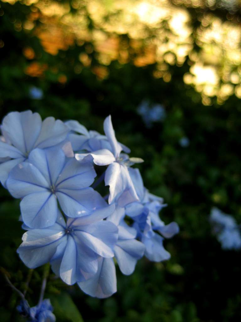 afternoon light - flower 1