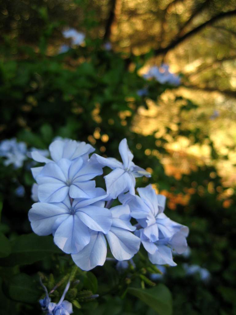 afternoon light - flower 2