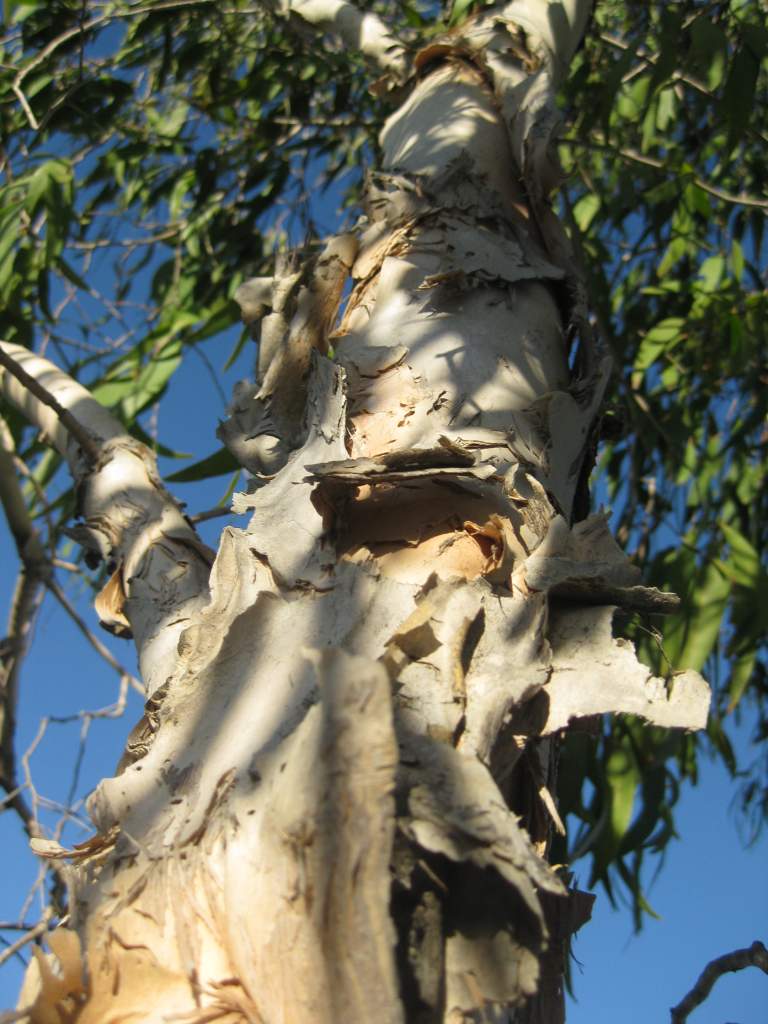 afternoon light - tree