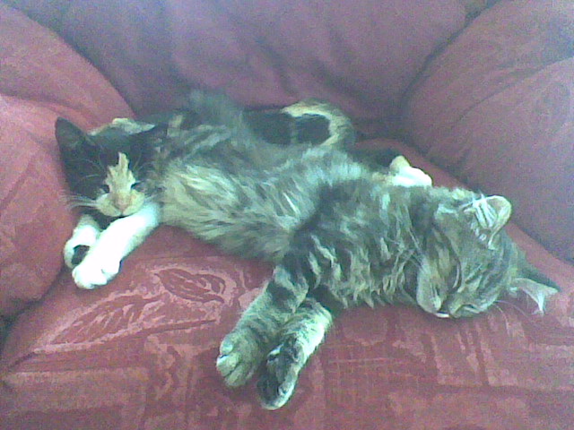 Afternoon Snooze! Gracie and Macie as kittens!