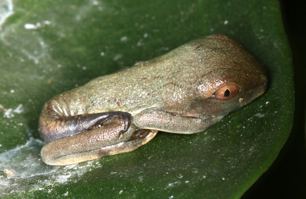 Agalychnis callidryas - Red-Eyed Leaf Frog - newly metamorphed