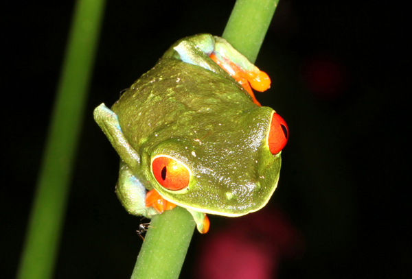 Agalychnis callidryas - Red-Eyed Leaf Frog