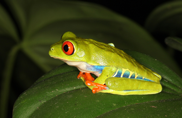 Agalychnis callidryas - Red-Eyed Leaf Frog