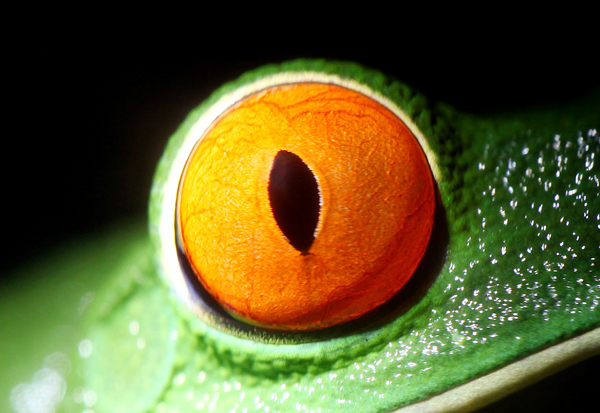 Agalychnis callidryas - Red-Eyed Leaf Frog