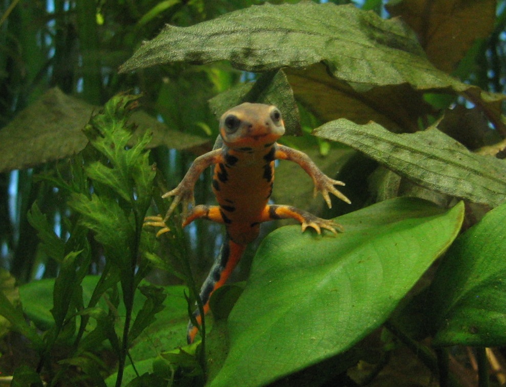 ain't he cute? C. chenggongensis male