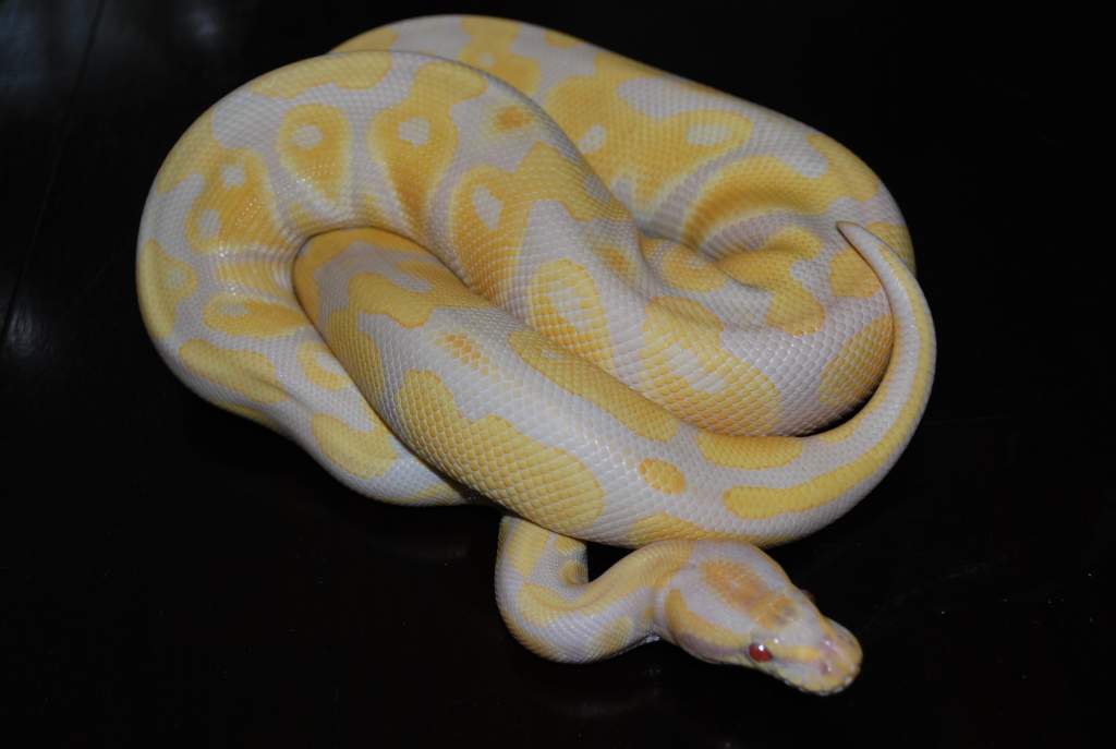 albino ball python