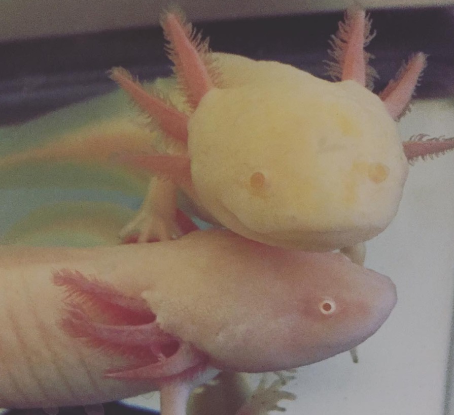 Albino eggs for sale!  white albino x melanoid albino