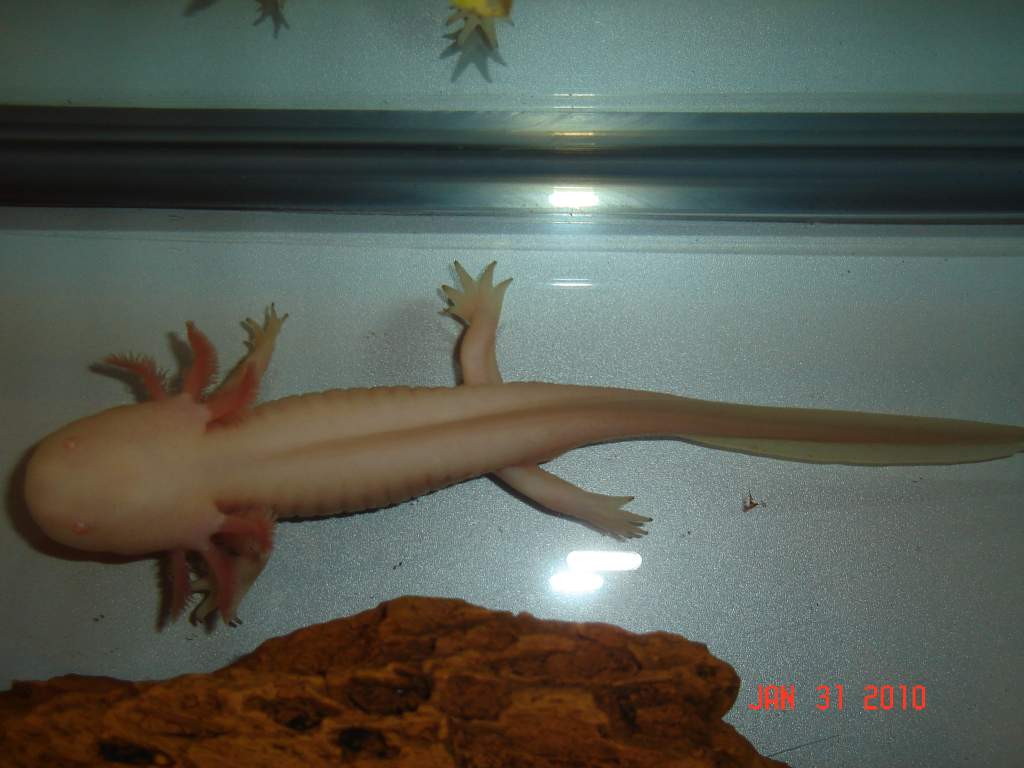 Albino male breeder