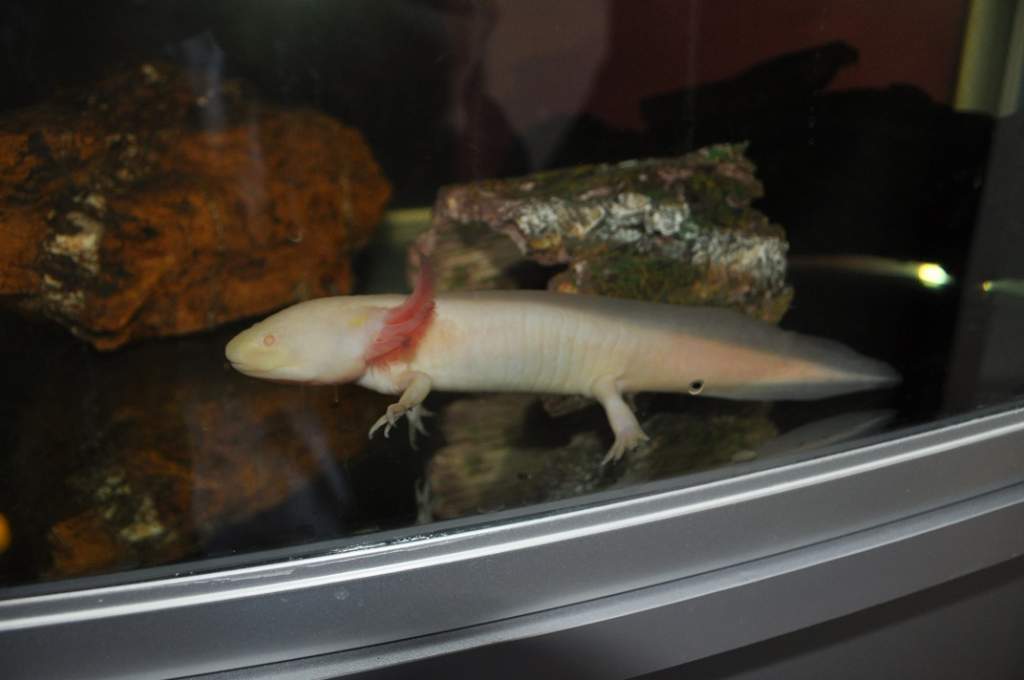 Albino Male