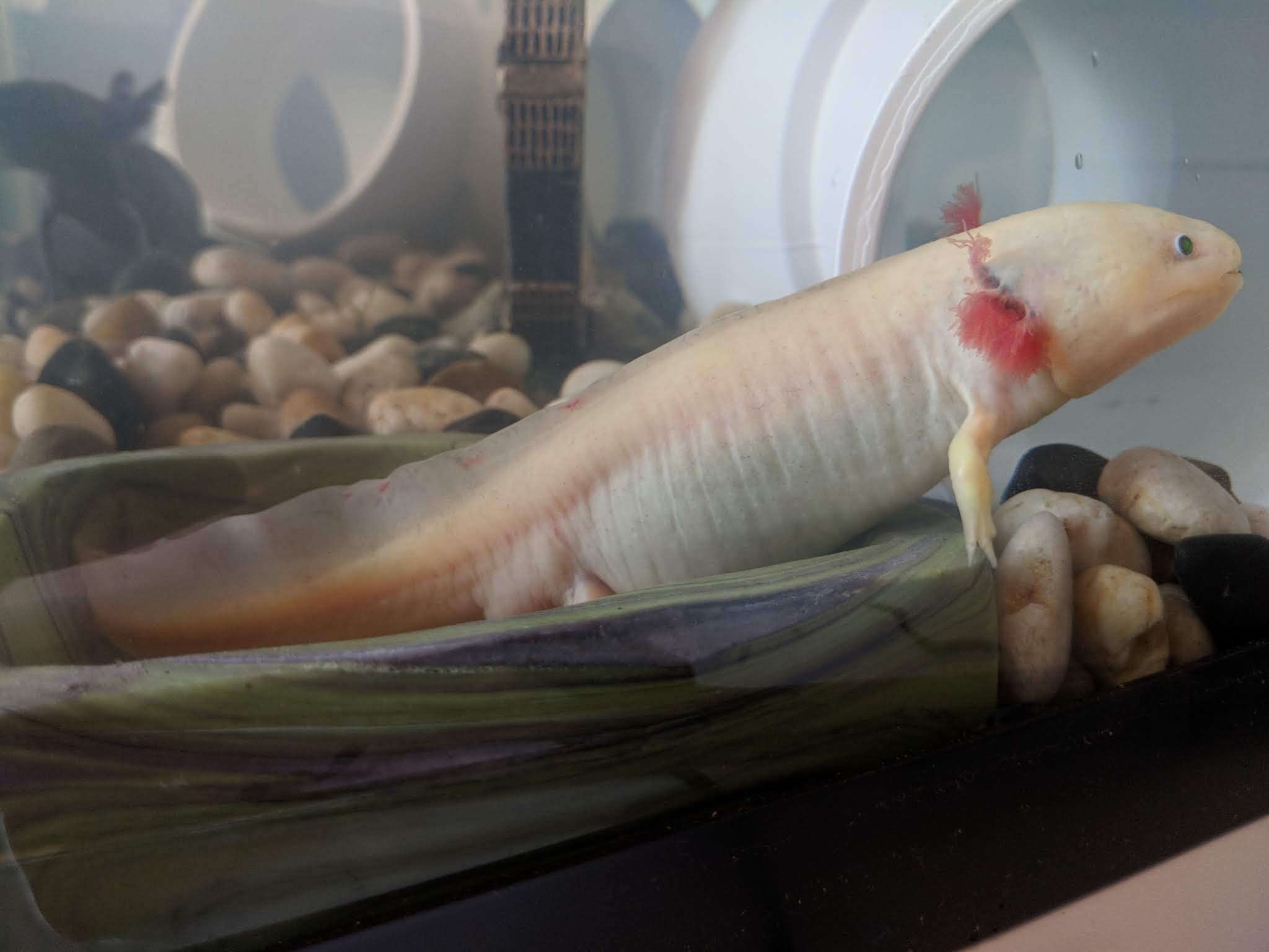 Albino male