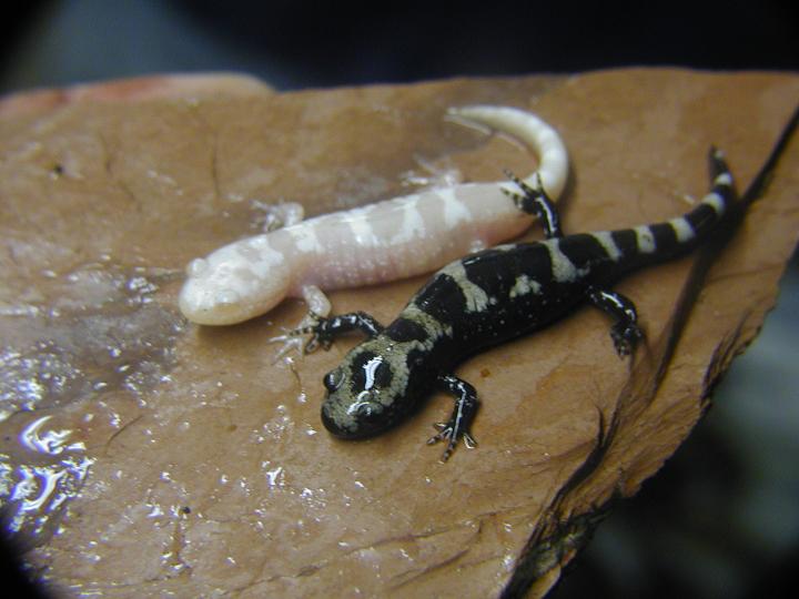 albino marbled