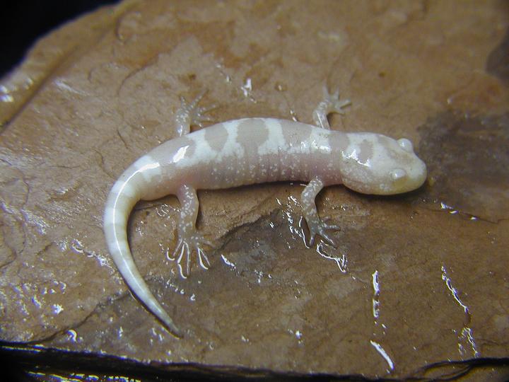 albino marbled2 | Caudata.org: Newts and Salamanders Portal