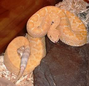 Albino Western Diamondback Rattlesnake