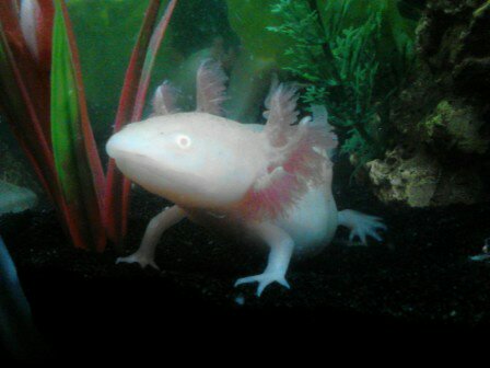 Albino "what?"