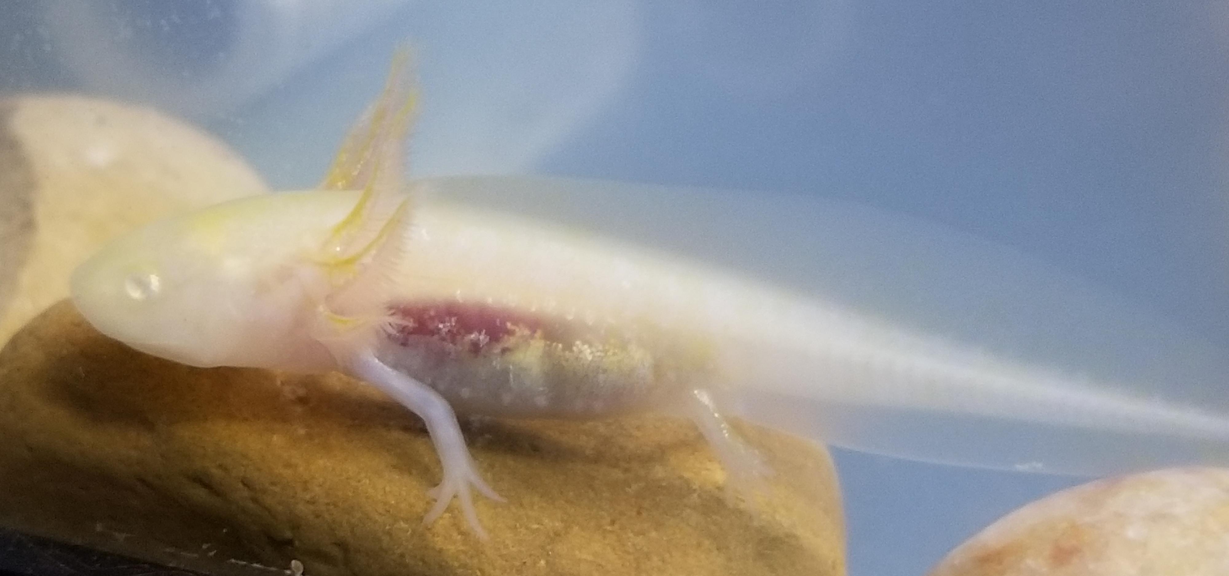 Albino with great body iridophores